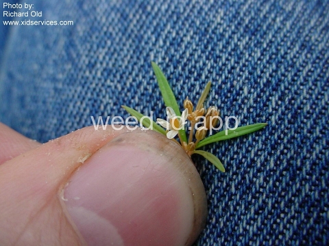 carpetweed